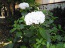 画像: 紫陽花