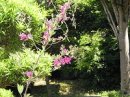画像: 萩の花
