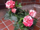 画像: 薔薇
