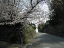 画像: 桜・・・・・その１　