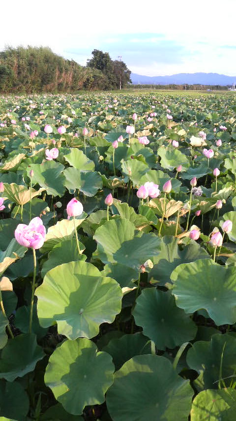 画像: お盆