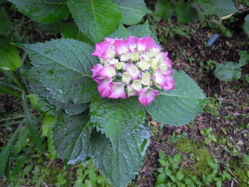 画像: 6月