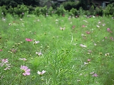 画像: 生きるということ