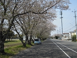 画像: 桜咲く