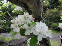 画像: 姫林檎の花