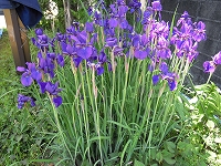 画像: ５月