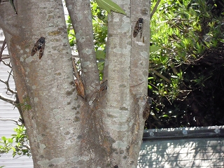 画像: 蝉